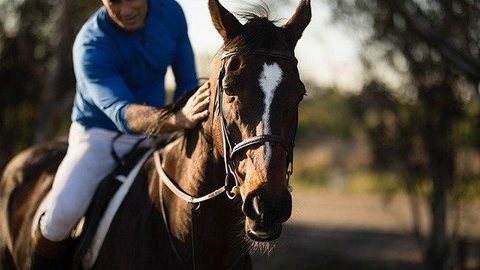 TJ-SP concede habeas corpus a cavalo e evita sacrifício