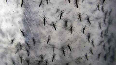 Rio Preto registra 19 casos positivos de dengue no mês de julho