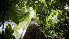 Operação Verde Brasil 2 completa três meses de atuação na Amazônia