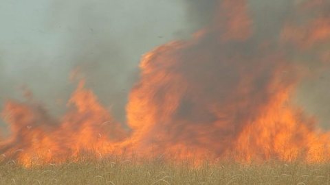 Incêndio atinge área de pastagem na zona norte de Rio Preto
