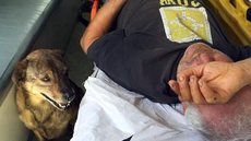 Cachorro “reclama” e consegue acompanhar dono em ambulância