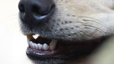 Higiene oral diária ajuda a prevenir problemas dentários em cães e gatos