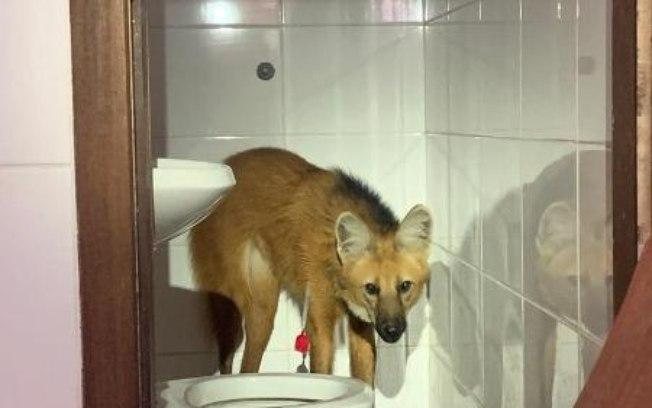 Lobo-guará entra em banheiro de casa e é resgatado por bombeiros