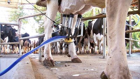 Criadores investem em alimentação e bem-estar animal para aumentar produtividade de leite