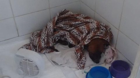 Com graves ferimentos, cadela é sacrificada após ser esfaqueada em Jarinu
