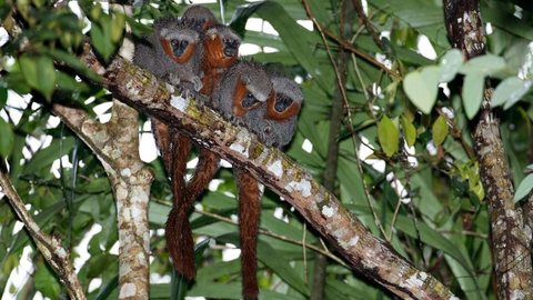 ONG descobre 381 novas espécies de plantas e animais na Amazônia