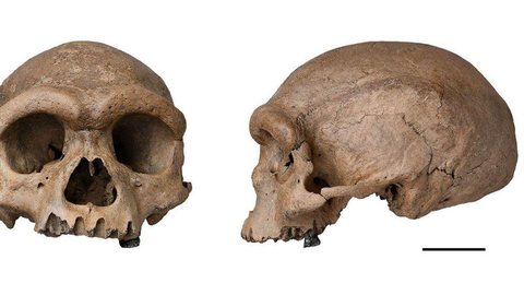 Fóssil de espécie mais próxima ao Homo sapiens é descoberto na China