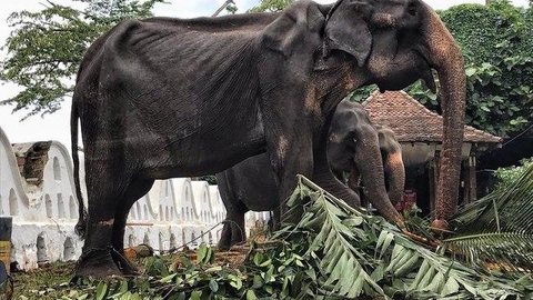 Elefantes podem morrer de fome na Tailândia por conta da covid-19