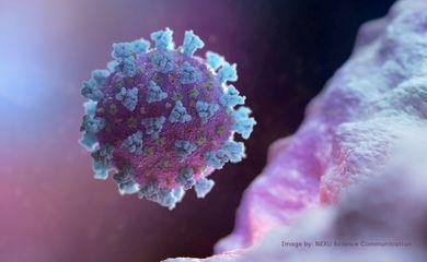 Covid-19: pesquisa associa casos graves a desgaste do sistema imune