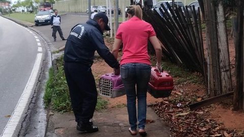Protetores resgatam mais de 50 gatos vítimas de maus-tratos em Sorocaba