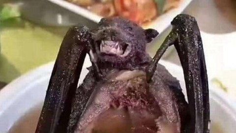 Sopa de morcego pode ter ajudado a disseminar coronavírus entre humanos