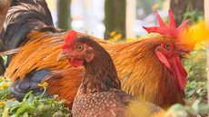 Galo e galinha adotam Fórum como lar e ganham até nome: ‘haja milho’