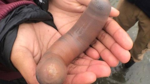 Peixe em formato de pênis assusta banhistas em praia turística; entenda