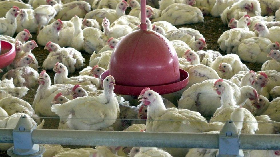 Foco de gripe aviária na França terá animais abatidos e desinfecção