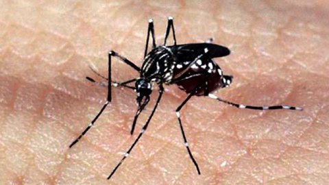 Casos de dengue caem 80% no DF em 2021