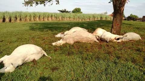 Raio mata gado e fazendeiro calcula prejuízo de R$ 30 mil em Elisiário