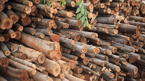 Produção florestal cresce 3,4% e atinge R$ 19,1 bi em 2017, diz IBGE
