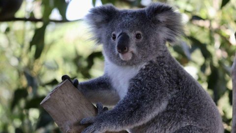 Austrália classifica coala como espécie em perigo