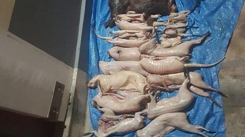PM apreende 125 quilos de carne de animais silvestres no Acre