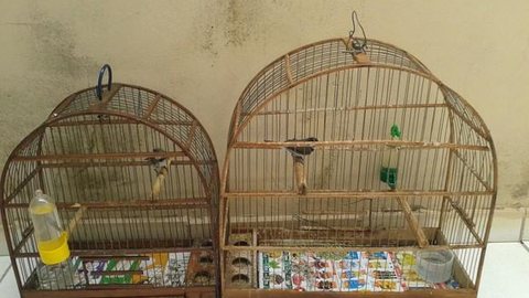 Polícia apreende pássaros sem registro em casa em Votuporanga