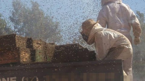 Mais de 1 milhão de abelhas ficam soltas em rodovia após acidente que deixou dois mortos