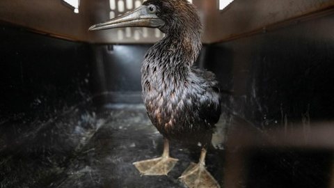 Após tsunami, vazamento de petróleo no Peru atinge aves ameaçadas de extinção