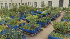 Pacientes que tiveram alta após Covid aprendem a cultivar horta no Hospital das Clínicas de SP