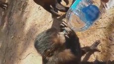Moradores dão água para macacos após incêndio atingir mata onde vivem