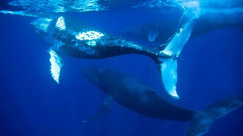 Encalhe de baleias jubarte é recorde no Brasil no primeiro semestre