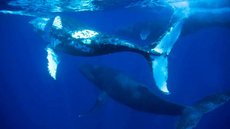 Encalhe de baleias jubarte é recorde no Brasil no primeiro semestre