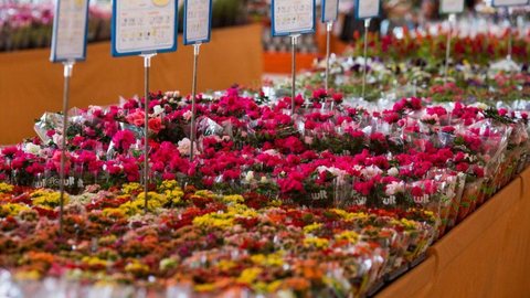 Dia das mães: data é a mais importante para o setor de flores