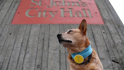 Cão é lançado ‘candidato’ a prefeito no Canadá