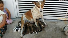 Casa pega fogo em Marília e bombeiros salvam casal de cães e oito filhotes