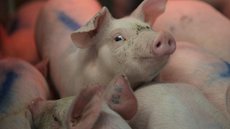Após furacão Florence, vazamentos em lagoas com fezes de porcos preocupam EUA