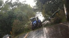 Chuva e ventos fortes derrubam árvore e alagam ruas em cidades do noroeste paulista