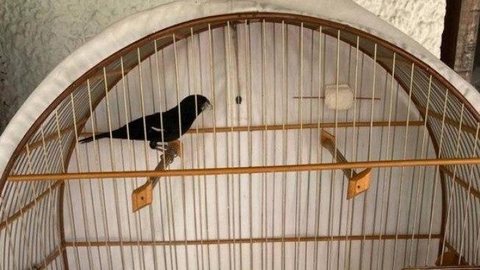 Assaltante deixa dinheiro para roubar passarinho premiado no Rio