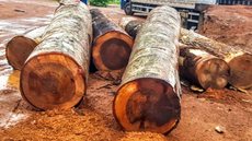 PF deflagra operação contra extração de madeira em terras indígenas