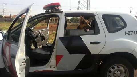 Cachorro ‘invade’ viatura da polícia durante desfile em comemoração ao aniversário de Jaú