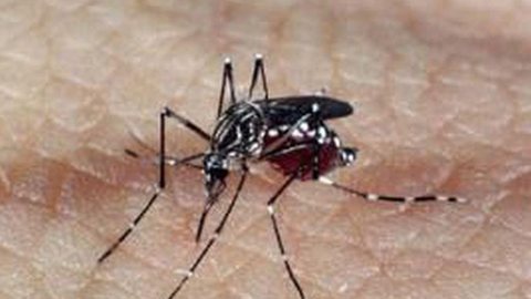Principais rodovias de SP recebem Mutirão contra mosquito da dengue