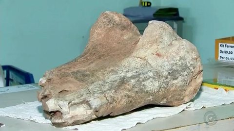 Morador encontra osso de tiranossauro em estrada: ‘Mais fácil ganhar na Mega-Sena’