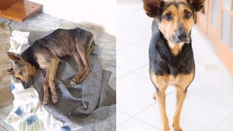 Cadela que ‘não conhecia abraços’ é resgatada por protetora: ‘Carinho a salvou’