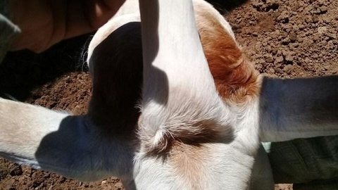 Bezerro nasce com ‘três orelhas’ e chama atenção em fazenda de Monções