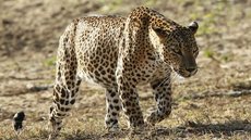 Dois homens são presos no Sri Lanka por matarem leopardo, que está em extinção