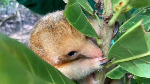 Pesquisadores brasileiros conseguem coletar sêmen de tamanduá raro