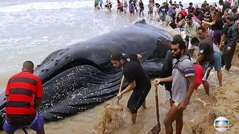 Filhote de baleia encalhado em praia do RJ mobiliza população; pás, enxadas, retroescavadeira e baldes são usados
