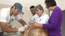 Fernandópolis confirma 1º caso de leishmaniose em humanos neste ano