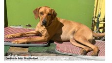 Vale realiza adoção virtual de animais resgatados em Brumadinho