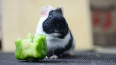 Animais silvestres e exóticos precisam de cuidados especiais; confira quais