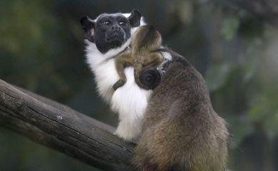 Primata ameaçado de extinção nasce no Zoológico de Brasília