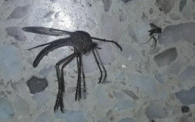 Mosquito gigante invade casa e aterroriza família na Argentina